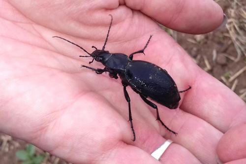 Carabus coriaceus